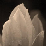 Orchid Cactus, Blossom, Sepia, Pink, and Black & White Fine Art Prints, Macro Flower Photo, Wall Art, Nature Photography, Gifts