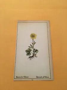 KS) 1878 Botanique Pratique Ranunculus Villarsii Original Flower Colored Print