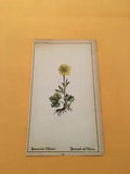 KS) 1878 Botanique Pratique Ranunculus Villarsii Original Flower Colored Print