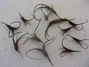 12 NATURAL 4"-9" SMALL DEVIL'S CLAW PODS FOR CRAFTS,  DRIED FLORAL PROJECTS