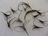 12 NATURAL 4"-9" SMALL DEVIL'S CLAW PODS FOR CRAFTS,  DRIED FLORAL PROJECTS