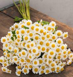 Feverfew Seeds (Matricaria Seeds) | Johnny's Selected Seeds Flower Delivery