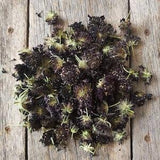 Scabious- dried flowers-Scabiosa atropurpurea- natural dye & vegetable dye perfect for botanical printing-bundle dyeing