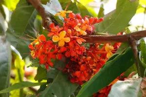 Dried Plant part of Ashoka Saraca asoca Jonesia asoca Menorrhagia Disuria 250g
