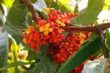 Dried Plant part of Ashoka Saraca asoca Jonesia asoca Menorrhagia Disuria 250g
