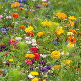 5 Grams Jellybean Flower Seed Mix / Zinnia Elegans / Cosmos Bipinnatus/ English Garden/ Wildflowers / Cottage Flower/ Calendula / Cornflower