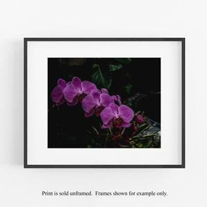 Orchid Photograph, Flower Wall Art, Botanical Photography