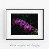 Orchid Photograph, Flower Wall Art, Botanical Photography