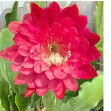 1 unrooted cutting/ leaf/ stem Super Rare Hot  Kiwi RendeVous Epiphyllum Orchid Cactus 6-8???