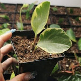 Peperomia Obtusifolia Marble blanche(Pepperface) bouture enracin¡§?
