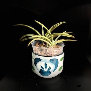 RARE! Vanda falcata HIGASHIDE MIYAKO ?C|????