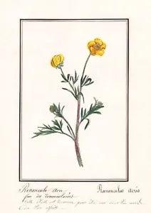 Buttercup Ranunculus Acris Flower Botany Watercolour Drawing 1830