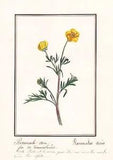Buttercup Ranunculus Acris Flower Botany Watercolour Drawing 1830