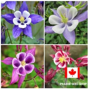 Mixed Color Columbine Hardy Perennial Flower Seeds, Canada Zone 3 4 5 Flower, Aquilegia, Ancolie Fleur Semences + FREE GIFT