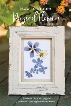 These Blooms Never Fade: How to Frame Pressed Flowers - Garden Therapy Flower Delivery