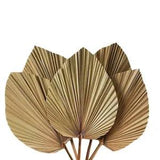 5pcs Dried Palm Leaves 18inch Party Room Decor Natural Palms Leaf Decorations