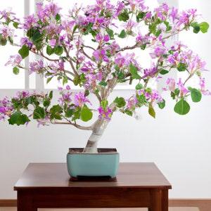 Purple Orchid Tree Bauhinia Purpurea 5 Fresh Rare Seeds Indoor Bonsai Houseplant