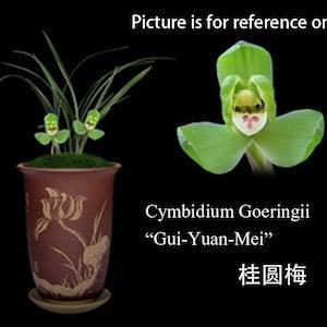 Cymbidium Goeringii "Gui-Yuan-Mei??? ?????  3grs