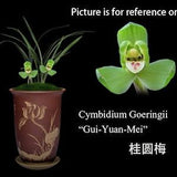 Cymbidium Goeringii "Gui-Yuan-Mei??? ?????  3grs