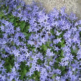 ITALIAN ADRIATIC BELLFLOWER Campanula Garganica Hardy Perennial 10 Seeds