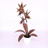 Orchid #8 Copper