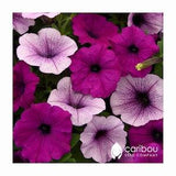 Caribou Seed Company: Easy Wave PLUM VEIN  Petunia Seeds - Spreading/Trailing  Variety, Fresh Seed (10 Seeds)