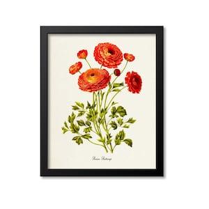 Persian buttercup Botanical Print, Ranunculus Bouquet, Flower Art Print, Flower Wall Art, Floral Art, Garden, orange