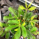 Sensitive plant 4?¡À pot