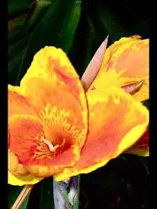 Bengal tiger Yellow & Orange Canna Lily  2 bulbs 2??? Exotic flower edge plant