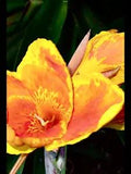 Bengal tiger Yellow & Orange Canna Lily  2 bulbs 2??? Exotic flower edge plant