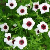 50+ Bright Eyes Flax Seeds-Linum Grandiflorum-Flax Seed-Charming Bright Eyes Flax- Stunning Annual-B465