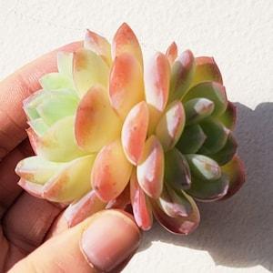 Echeveria Suryeon | Ultra Rare Succulents Korean Import Exquisite Korean Succulent | Living Plant | Not Seed