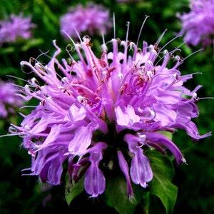 WILDFLOWER MONARDA Bee Balm Bergamot Fistulosa Perennial Butterflies 20 Seeds