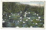 Florida, Water Lilies in Bloom, Pond- PostCard