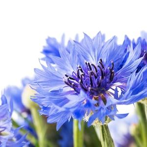 Dwarf Jubilee Gem {Centaurea cyanus} | cutting favorite | Showy blooms Bachelor Button 300+ seeds Free US Shipping!