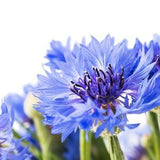 Dwarf Jubilee Gem {Centaurea cyanus} | cutting favorite | Showy blooms Bachelor Button 300+ seeds Free US Shipping!