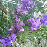 Orchid Vanda 3 Plants one each Color Purple, Pink, Yellow Special Pack Exotic Tropical Hanging Plant