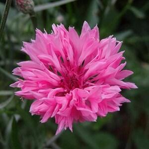 Bachelor Button Seeds, Tall Pink Flower Seeds,"COOL BEANS N SPROUTS"