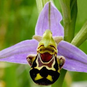 Rare apifera 3 very small bulbs PLANT