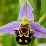 Rare Ophrys apifera 10 bulbs PLANT