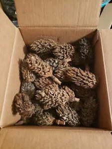 70 Pieces Dry Magnolia Seed Pods
