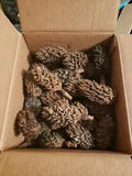 70 Pieces Dry Magnolia Seed Pods