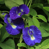 Exotic Butterfly Pea (Clitoria ternatea)  15 Seeds