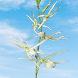 38" Artificial Oncidium "White Spider" orchid stem.  Silk orchids.