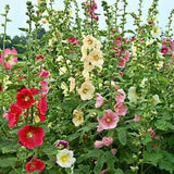 40 Organic Hollyhock Flower seeds Mix- Fresh seeds -Safe for Bees - attracts bees -Includes growing instructions