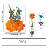 10PCS Real Pressed Dry Flower collection, yellow Flower with leaf stem FSS503