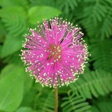Mimosa Pudica seeds, 50 SEEDS, Mimosa plant, mimosa tree, code 439