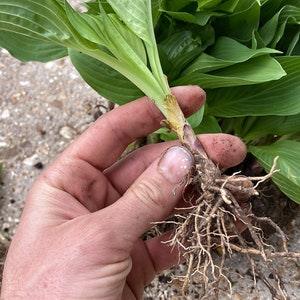 HOSTA - CLEARANCE