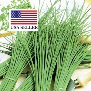 Allium schoenoprasum fine leaved - Chives - 250 Seeds
