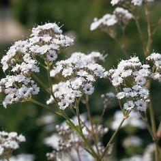 Festival Star? - Hardy Baby's Breath - Gypsophila paniculata Flower Delivery